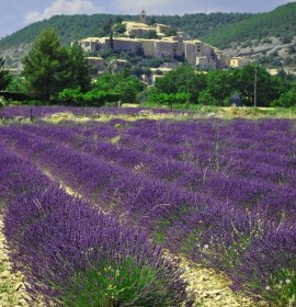 paysage du Lubéron