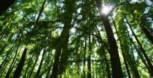 Forêt des cèdres