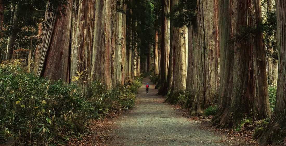 Parfums de la forêt des cèdres