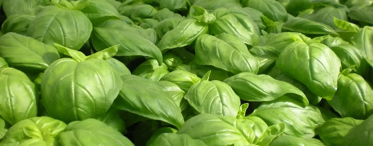 Basilic frais pour pistou maison